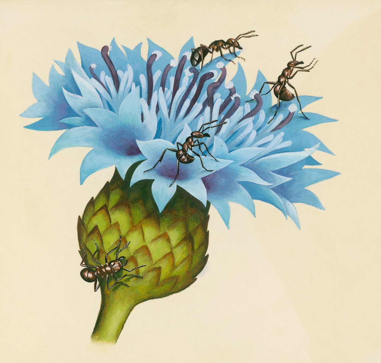 Centaurea blomst med aggressive maur, tegning av William Walcutt