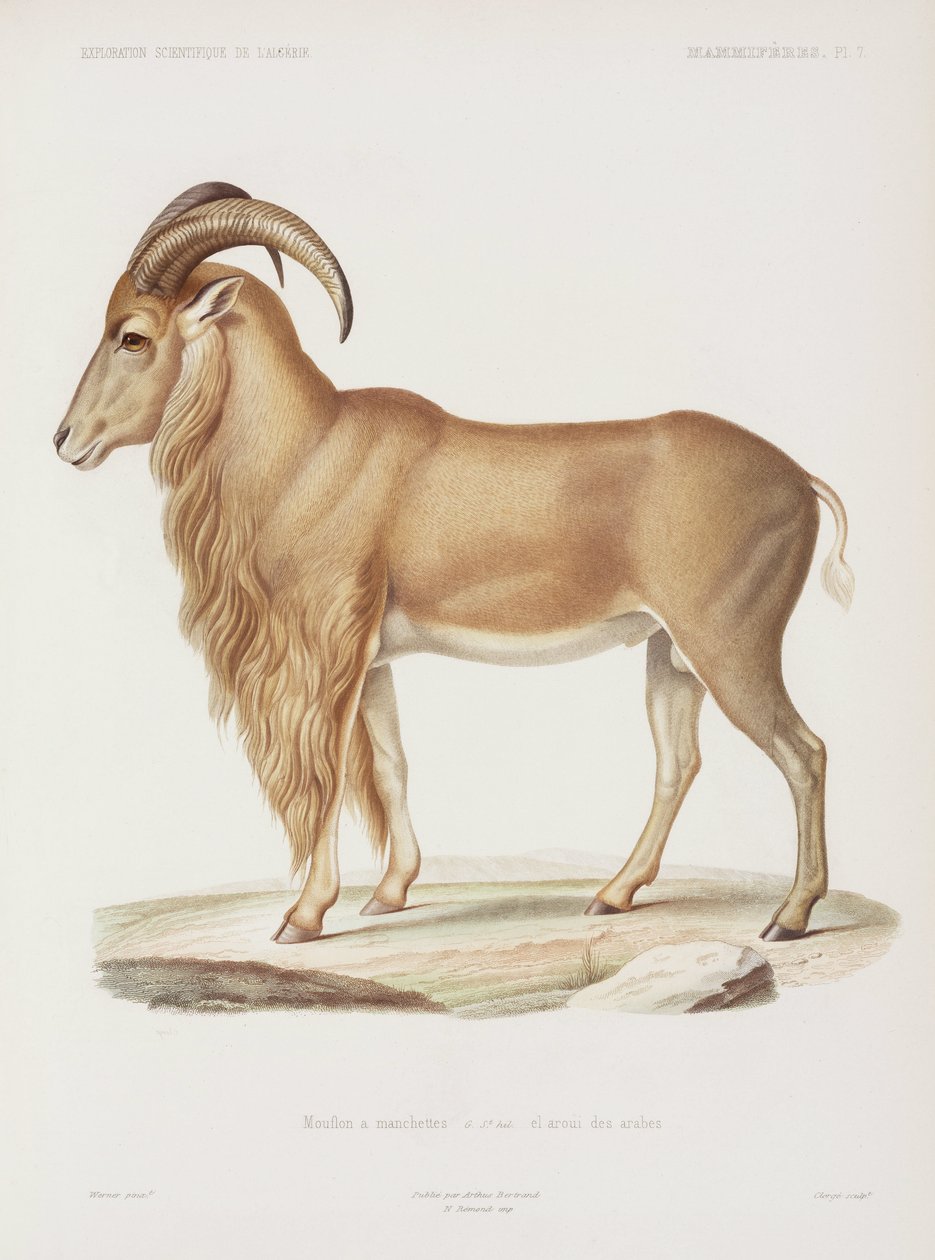 Mouflon, Algerie av John Pardon