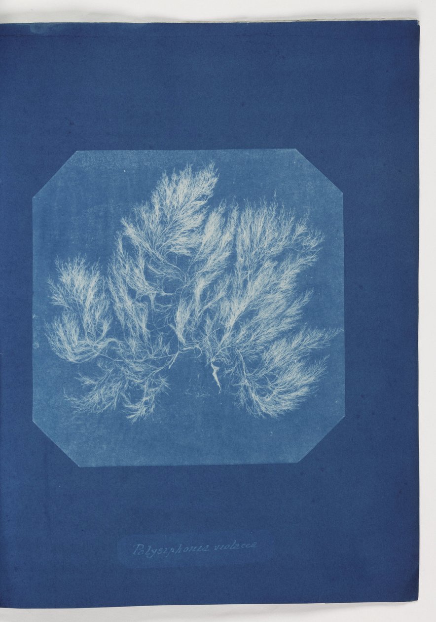 "Polysiphonia violacea" av Frederick (attr. to) Barnard
