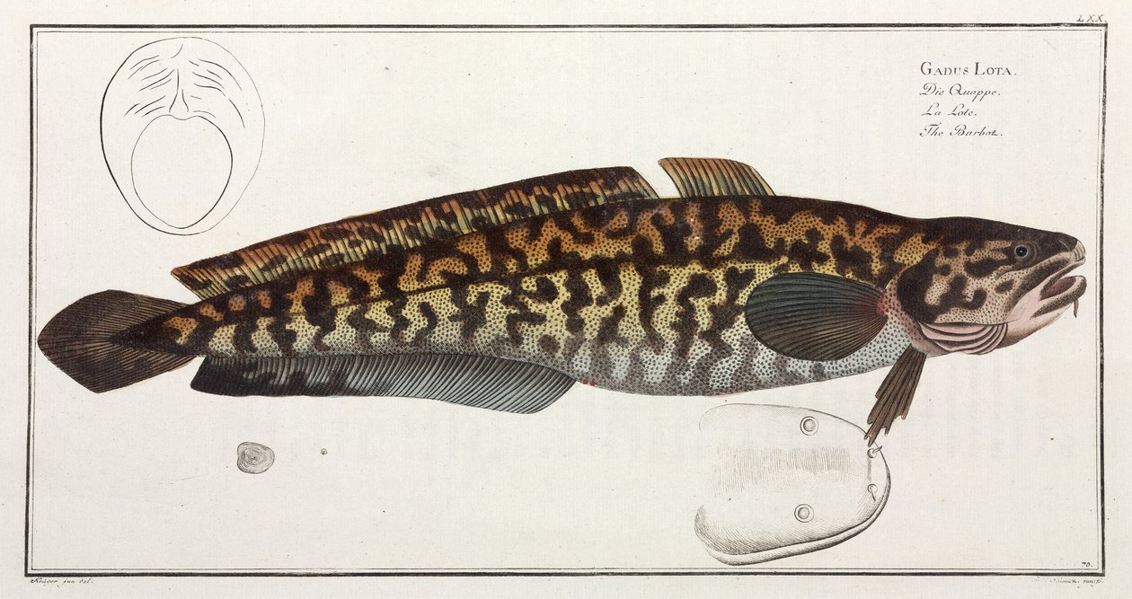 "The Burbot" av John Pardon