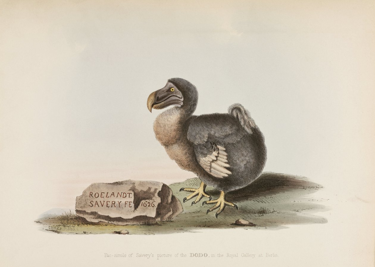 Dodo av John Pardon