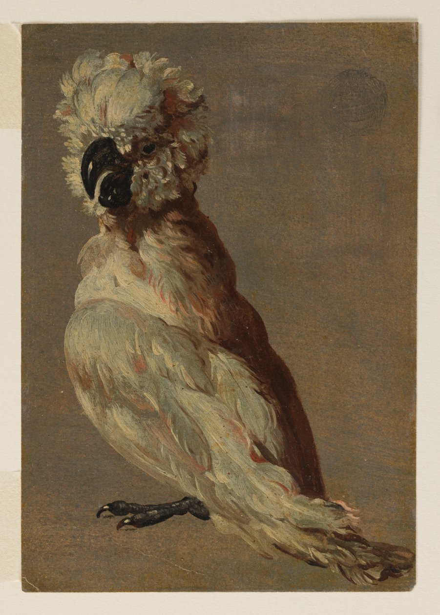 En hvitbrun kakadu av after Frans Snyders