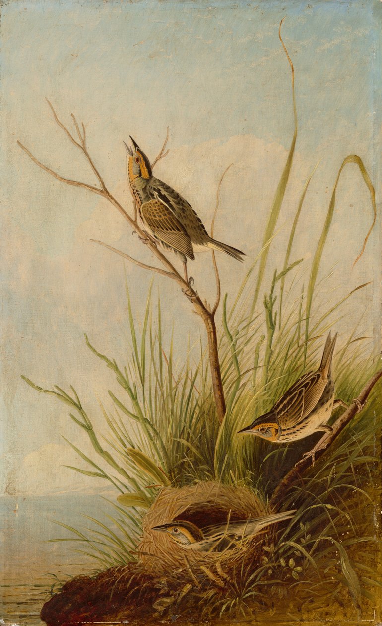 Skarphalefink av after John James Audubon Joseph Bartholomew Kidd