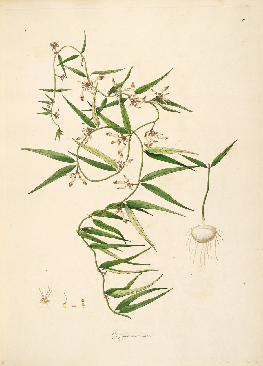 Illustrasjon av Ceropegia acuminata (= Ceropegia bulbosa), Apocynaceae, Asclepiadoideae av anonymus