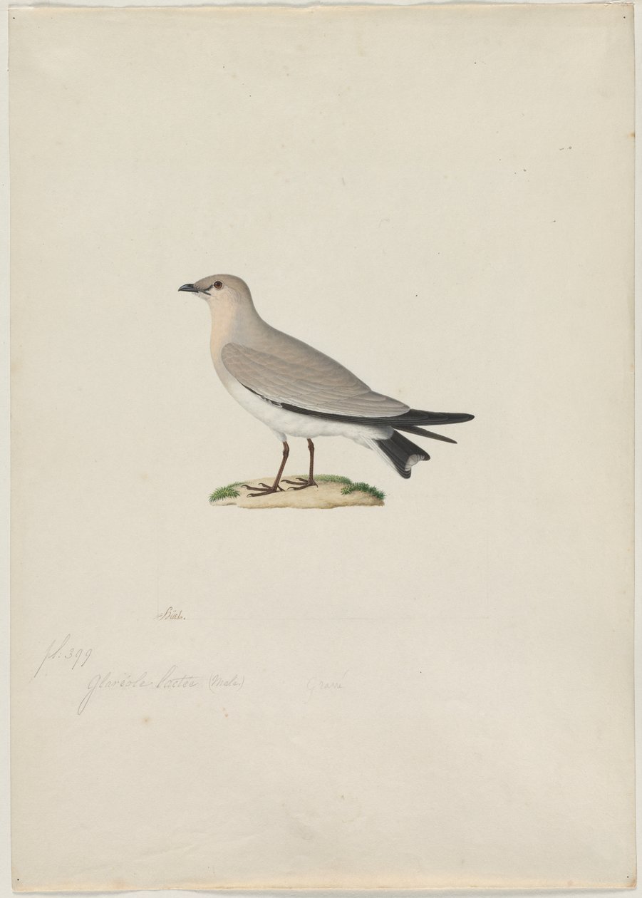 Liten Pratincole (Glareola lactea) av attributed to Paul Hüet