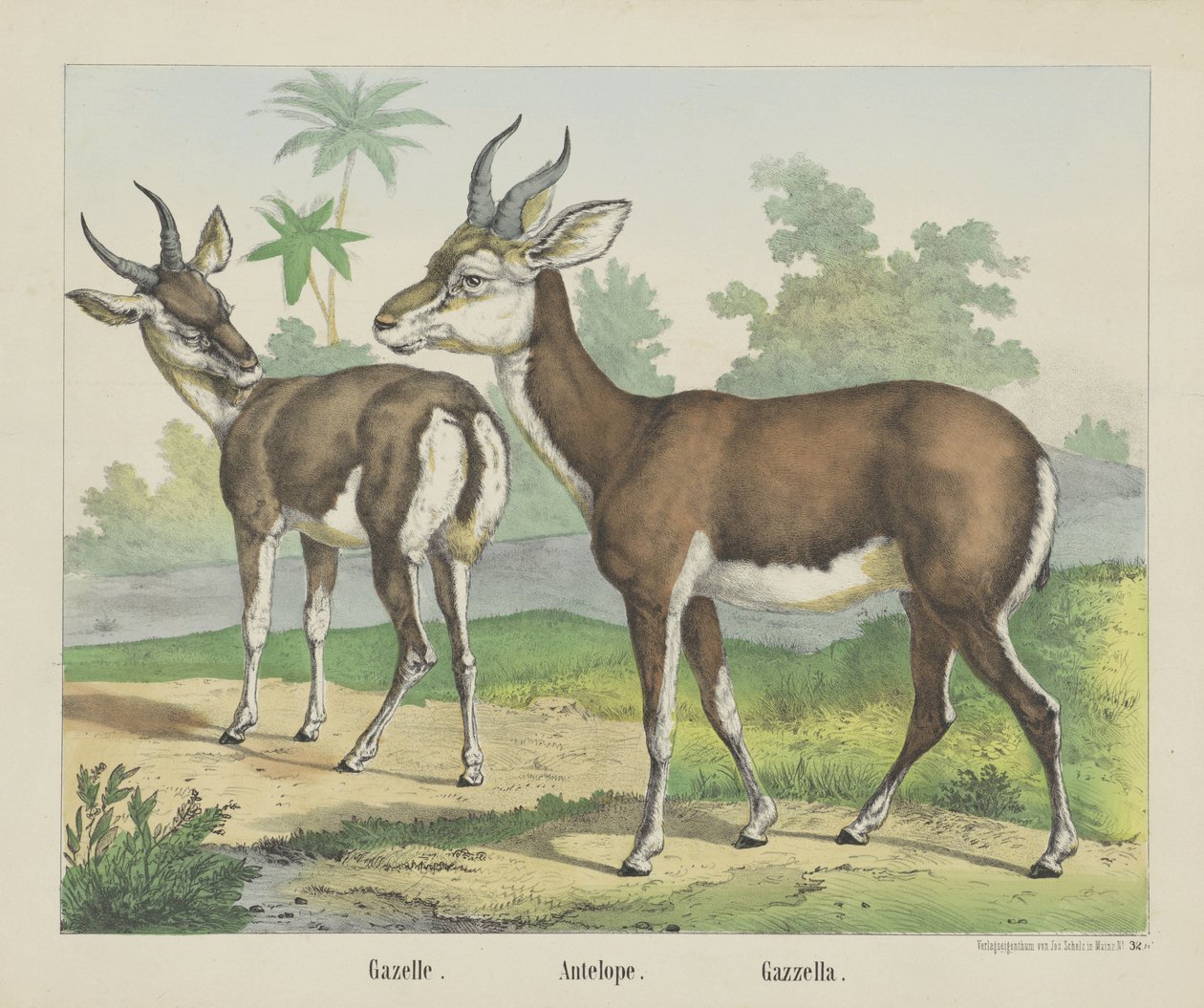 Gaselle. / Antilope. / Gazella (tittel på objekt) av firma Joseph Scholz