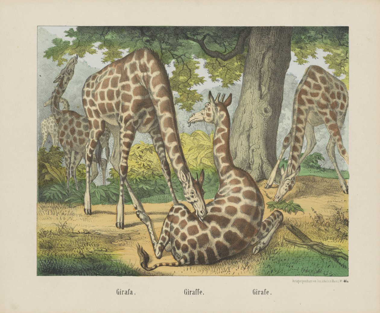 Girafa. / Giraffe. / Girafe (tittel på objekt) av firma Joseph Scholz