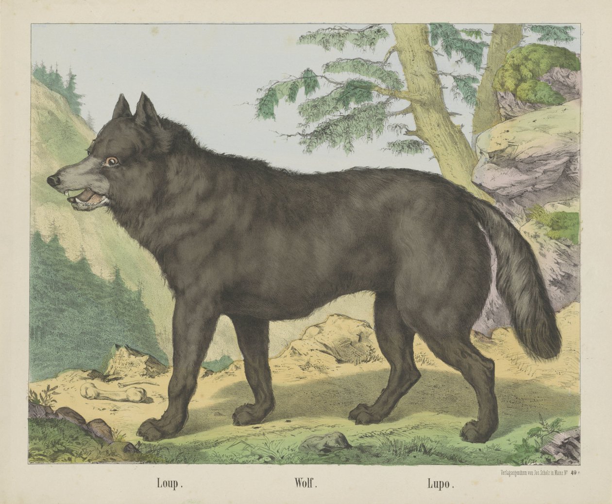 Loup. / Ulv. / Lupo (tittel på objekt) av firma Joseph Scholz