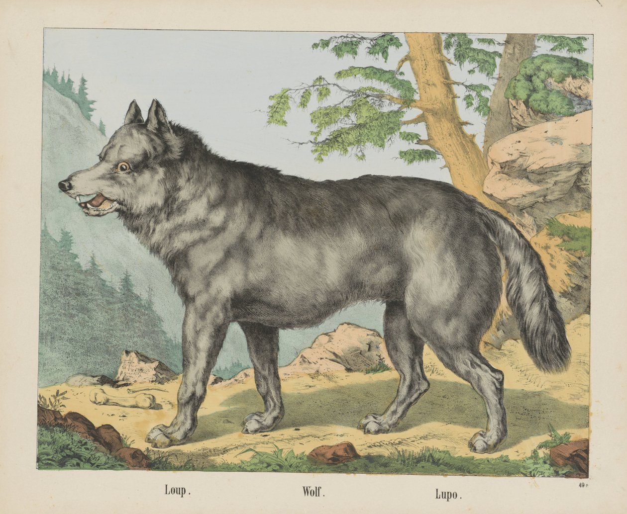 Loup. / Ulv. / Lupo (tittel på objekt) av firma Joseph Scholz