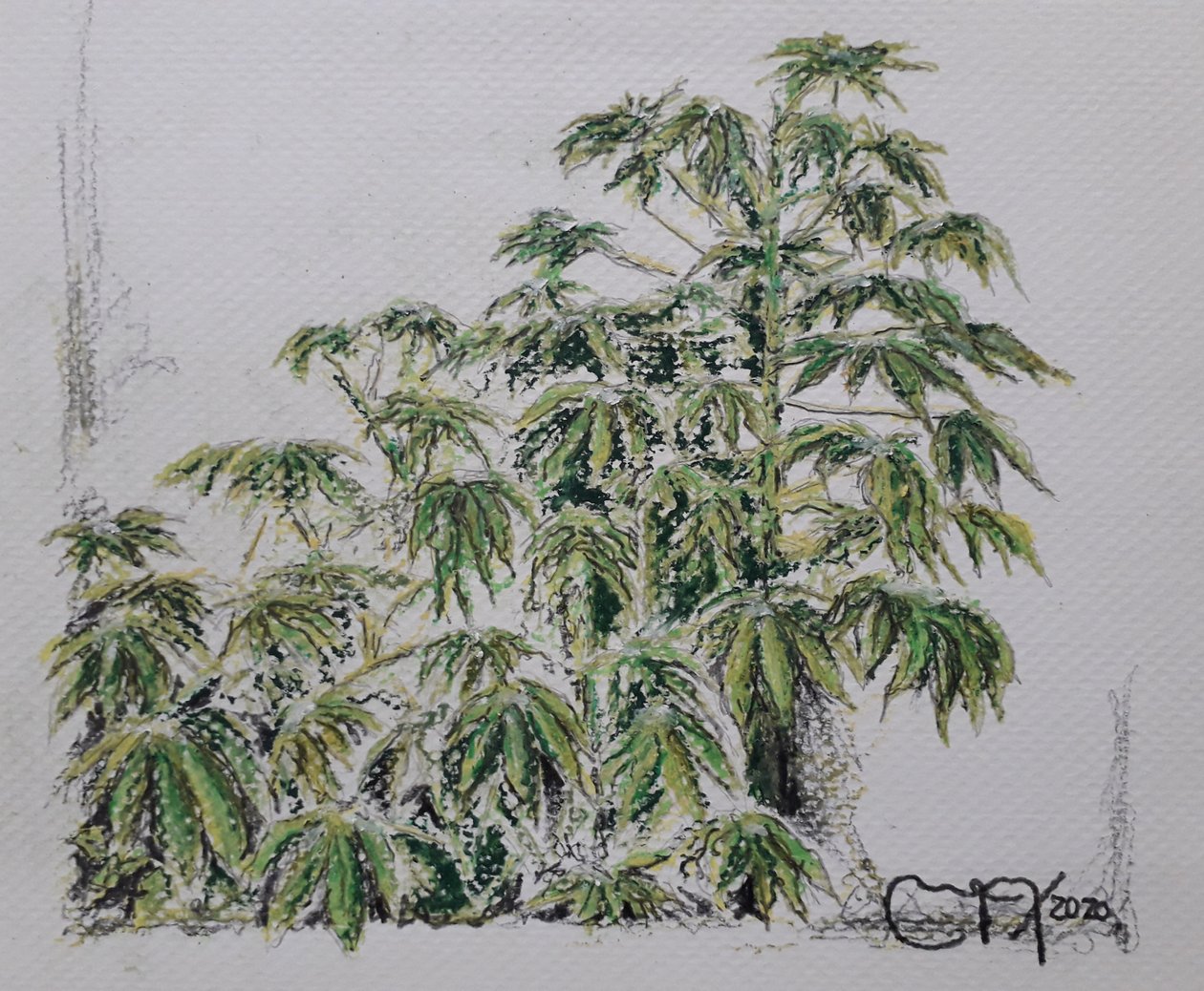 YUCA PLANT av miguelmendez_art.ve