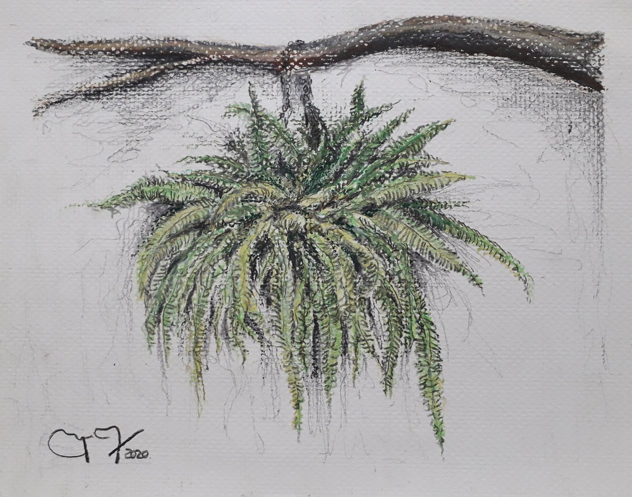 ORNAMENTAL PLANT - FERN av miguelmendez_art.ve