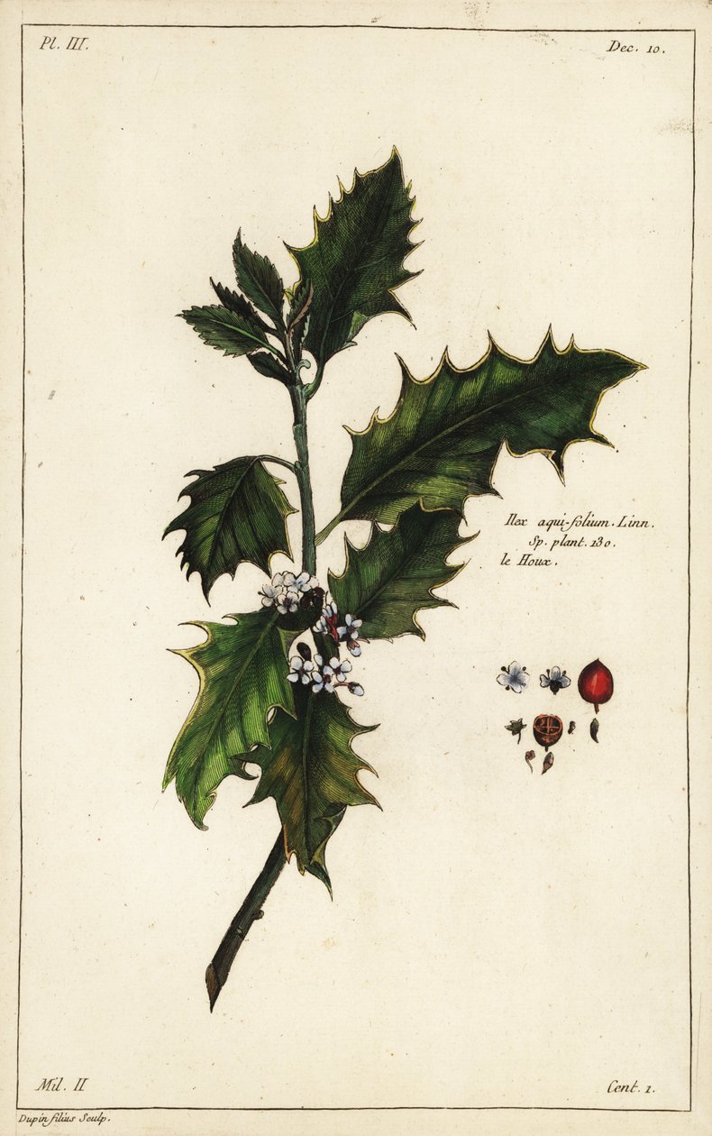 Europeisk kristtorn, Ilex aquifolium, Linn av the Younger Dupin