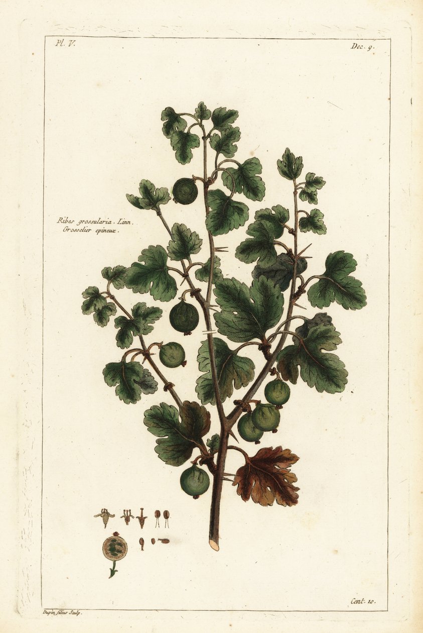Stikkelsbær, Ribes grossularia av the Younger Dupin