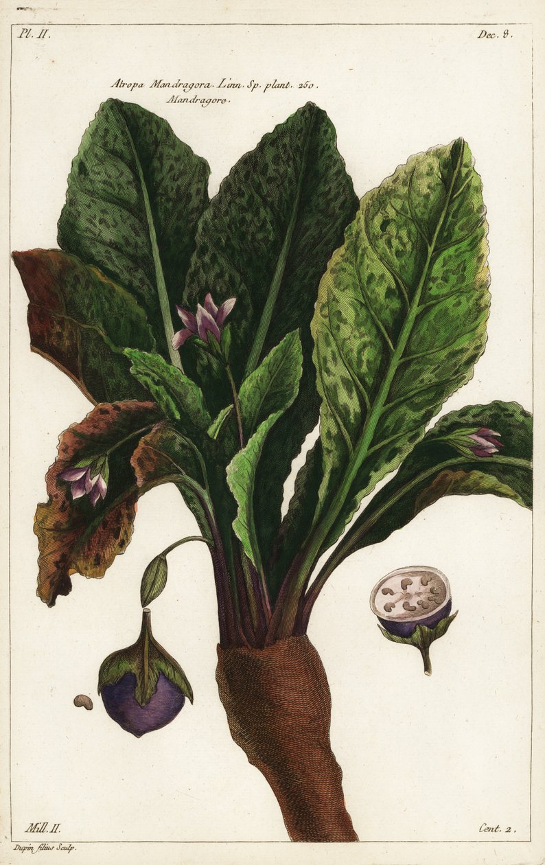Mandrake, Mandragora av the Younger Dupin