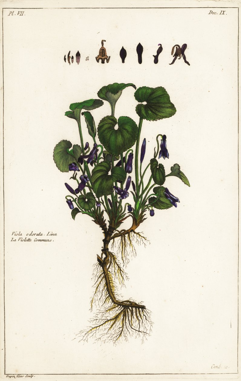 Søt fiolett, Viola odorata av the Younger Dupin