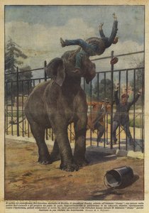 Forbrytelsen til pachyderm