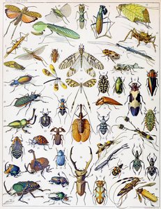 Illustrasjon av insekter ca. 1923