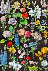 Illustrasjon av hageblomster ca. 1923