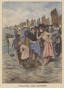 Høsting av østers i Cancale, Bretagne