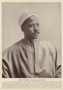 Sied Affende, egyptisk kamelgutt