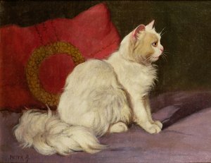 Hvit persisk katt