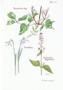 Travellers Joy, Enchanters Nightshade, Snowdrop, 1951