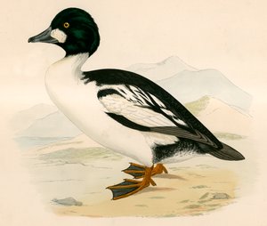 gull øye