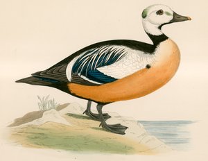 Stellers Western Duck