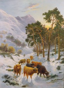 Highland Cattle i et vinterlandskap