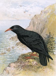Kjøtt