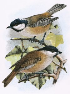 Kullmeis (øverst) og myrmeis (nederst)