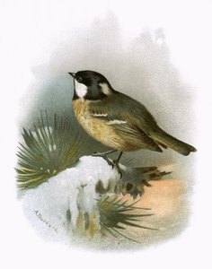 Kullmeis