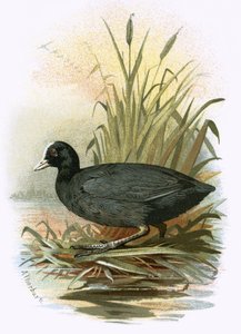 Sothøne