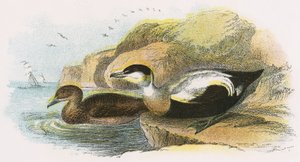 Ærfugl