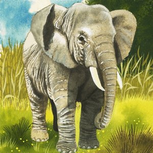 Elefant