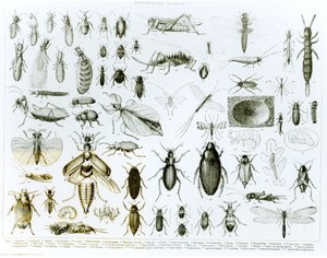 Entomologi-insekter (litho) (bw-bilde)