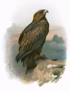 kongeørn