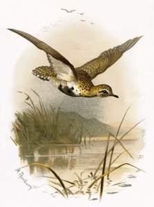 Gullhøne