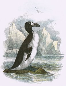 Flott Auk