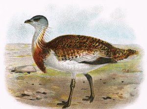Stor bustard