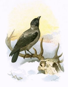 Hettekråke