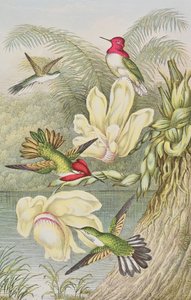 Kolibrier blant tropiske blomster