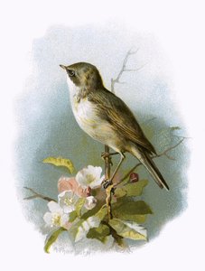 Lesser Whitethroat