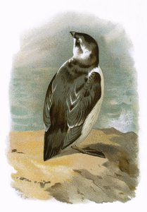 Lille Auk