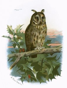 Langøret ugle