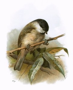 Myrmeis