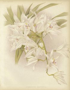 Masters Cymbidium