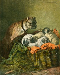 Mops og valper
