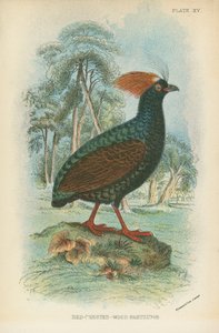 Red-Crested-Wood-Partridge