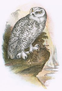 Snøete ugle